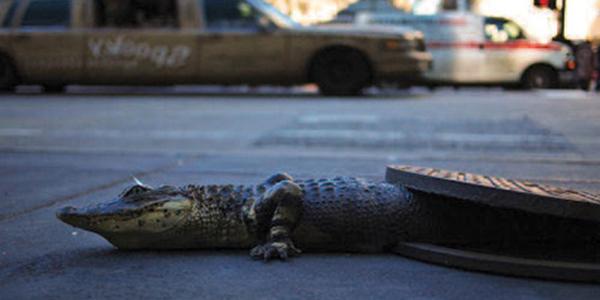 Chris Farling, 'Sewer Gator,' 2011